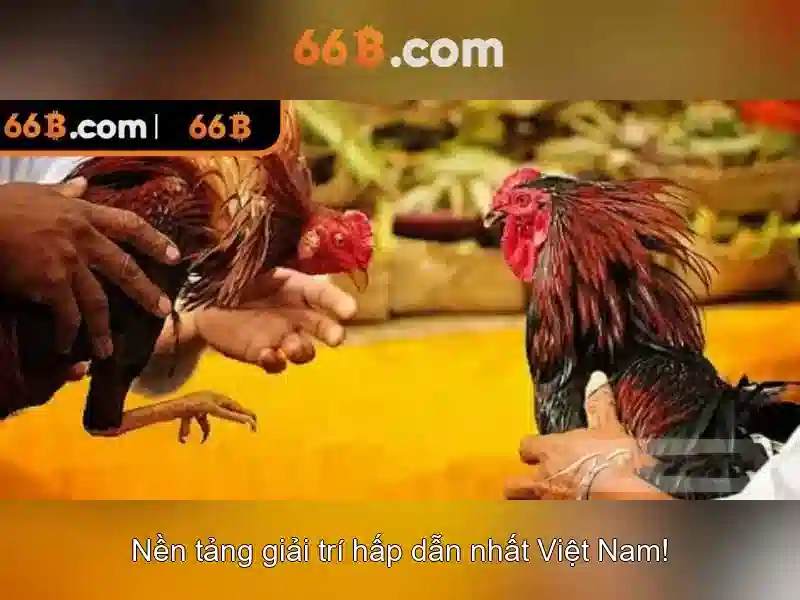 66b: một khái niệm mở ra