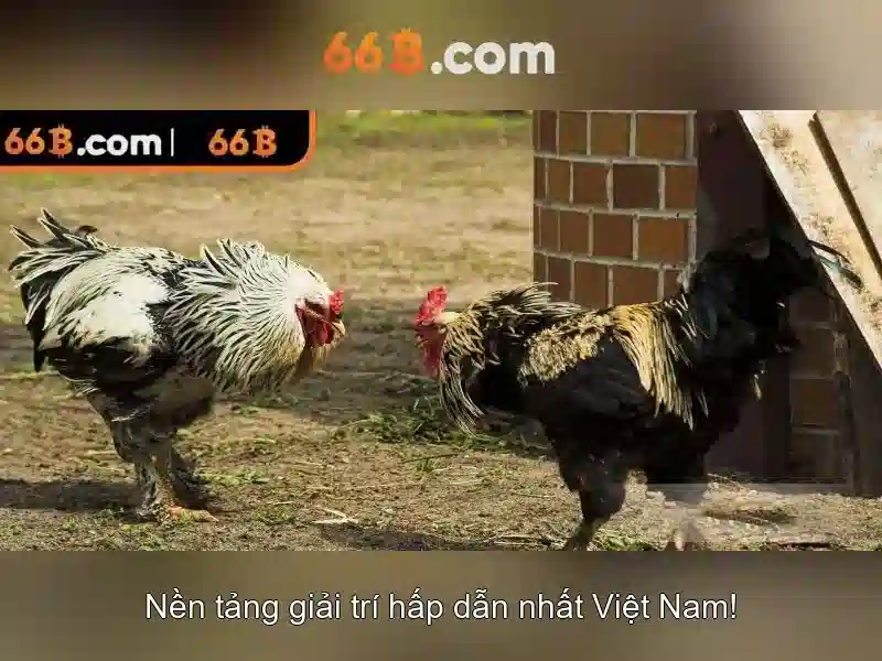 Giới thiệu về 66B